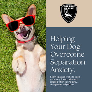 Separation Anxiety in Dogs: Signs and Tips to Help Your Furry Friend